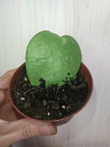 Hoya Kerii - voskovka srdcovka 01