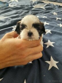 Shih Tzu