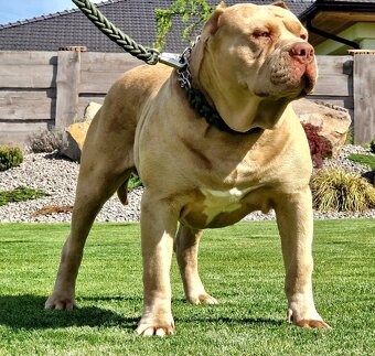 American Bully xl/xxl