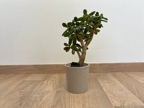 Rostlina Tlustice Crassula Ovata 32 cm