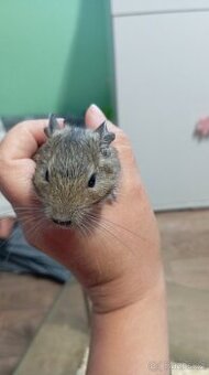Samečci 2,5 měsíce Osmák Degu