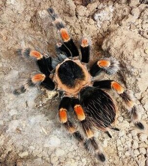 Sklípkani Brachypelma, Tliltocatl - 1