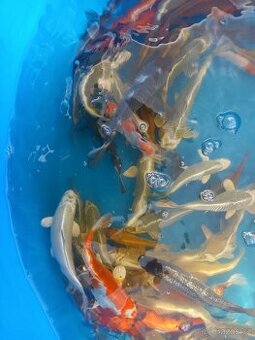 KOI KAPR.