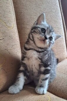 Britská koťata. Barva "Whiskas"