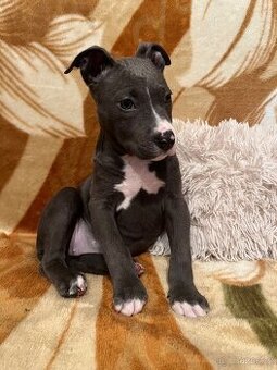 Stafordširsky bulteriér