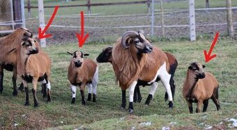 Kamerunské ovce na spásání nebo do trouby