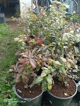 Borůvky kanadské v 12 litrovém květníku