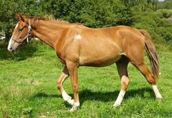 Prodám valacha Kůň Kinský,