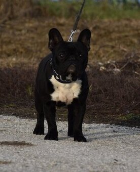 Francouzský buldoček s preukazom pôvodu