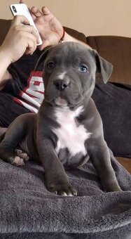 Stafordšírský bulteriér