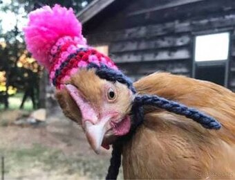 Koupím slepice,kuřice