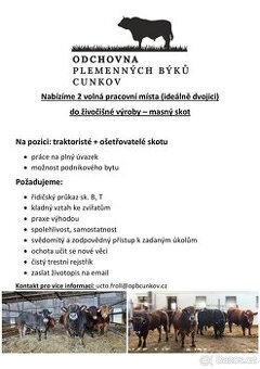 Traktorista + ošetřovatel masného skotu S BYTEM