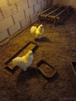 Výměna-prodej; kohouti hedvábniček