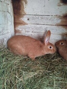 Burgundský králík