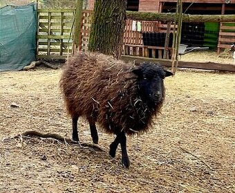 Ouessantská ovce ovečka