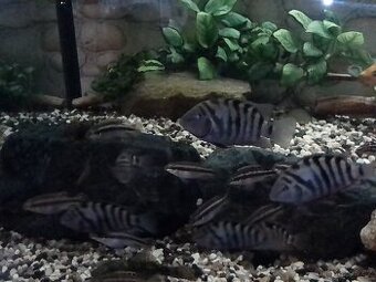 Cichlidy k prodeji