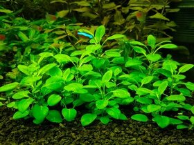 Prodám akvarijni rostliny Lobelia cardinalis mini