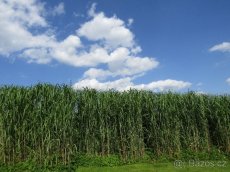 Okrasná tráva OZDOBNICE OBROVSKÁ - dorůstá do výšky 3 metrů - 1