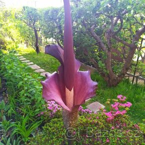 Zmijovec indický - exotická pokojová květina vyrůstající z h