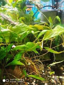 Cryptocoryne affinis - Kryptokoryna červená