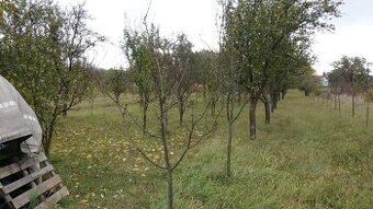 Záhrada - 1