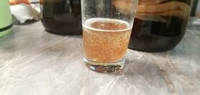 Kombucha - 1