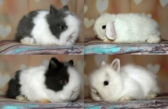 Zakrslí králíčci Teddy s VP + Minilop - doprava po ČR možná - 1