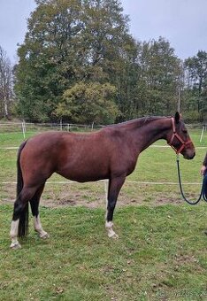Klisna Irish horse