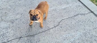 Anglicky Buldog