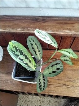 Kytka maranta