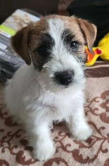 Jack Russell terrier