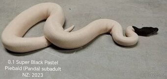 Krajta královská subadult a adult