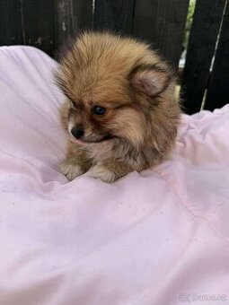Pomeranian Štěňátko