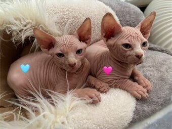 Koťata sphynx