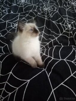 Koťata Ragdoll bez pp