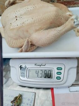 Kuřata v kuchyňské úpravě (Domácí brojlerová kuřata)