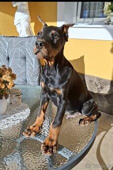 Doberman šteniatka s PP..