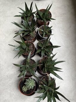 Kaktusy a sukulenty, aloe aristata