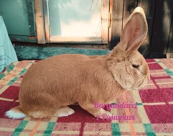 BURGUNDSKÝ králík s PP - SAMEC jt ⭐️⭐️⭐️