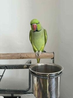 Alexandr malý zelený 1.1