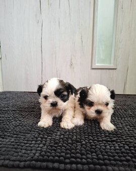 Shihtzu