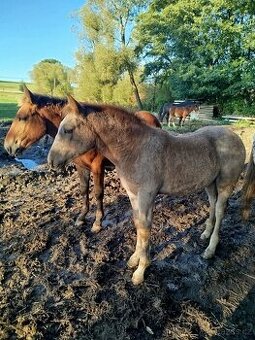Prodám dvě klisničky