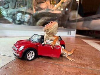 AGAMA VOUSATÁ SAMEČEK 4 a PŮL MĚSÍCŮ