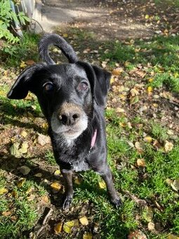 Bobík, kříženec hledá domov