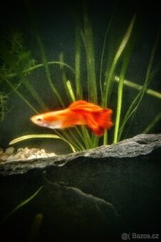 Paví očka ZDRAVÉ MLADÉ VITÁLNÍ POCTIVĚ KRMENÉ RYBKY