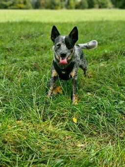 Australský honácky pes bez PP - darujeme do dobrých rukou