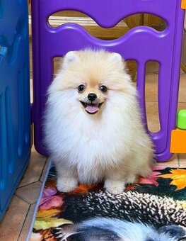 Pomeranian s PP