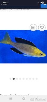 Koupím Cyprichromis  NABÍDNĚTE