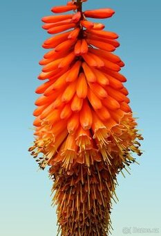 Kleopatrina jehla - zluto oranzova - 1