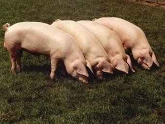 Prodam MASNÁ, rychle rostoucí selata 13-40 kg